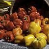 Peppers Farmers Market Copley Sq Boston