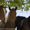 NH Horses