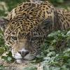 "I See You" - Leopard In the grass.